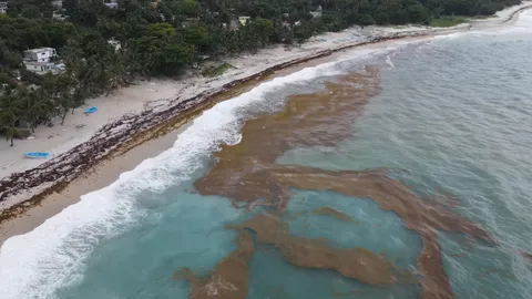 Sargazo — PLAYA BAHORUCO (Sur)